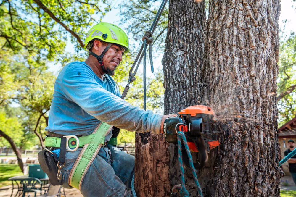 Arborist cutting through a trunk with sawdust flying