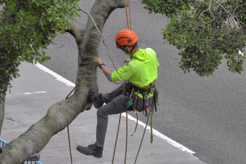 Climber rigging an urban tree for controlled removal