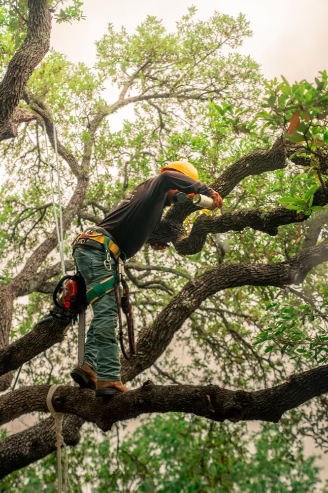 Arborist treating a live oak on a residential property